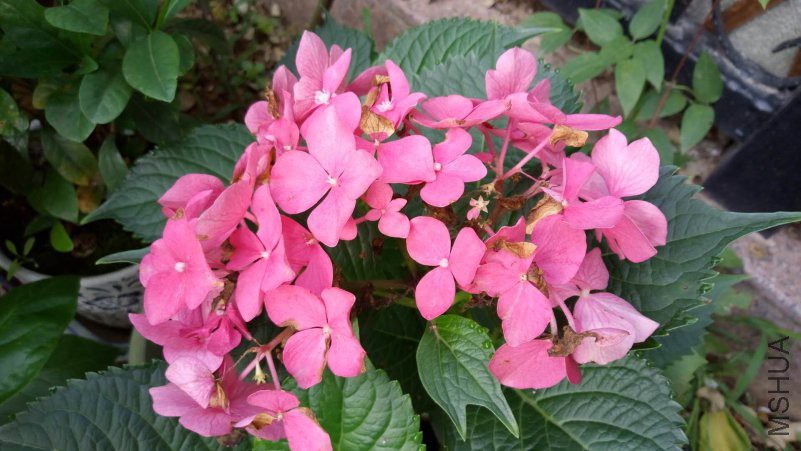 ΢��ͼƬ_20180613085118.jpg