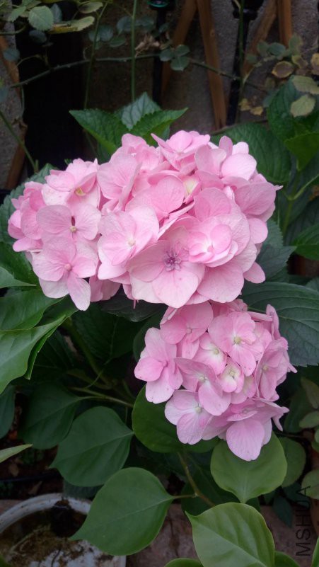΢��ͼƬ_20180613085109.jpg