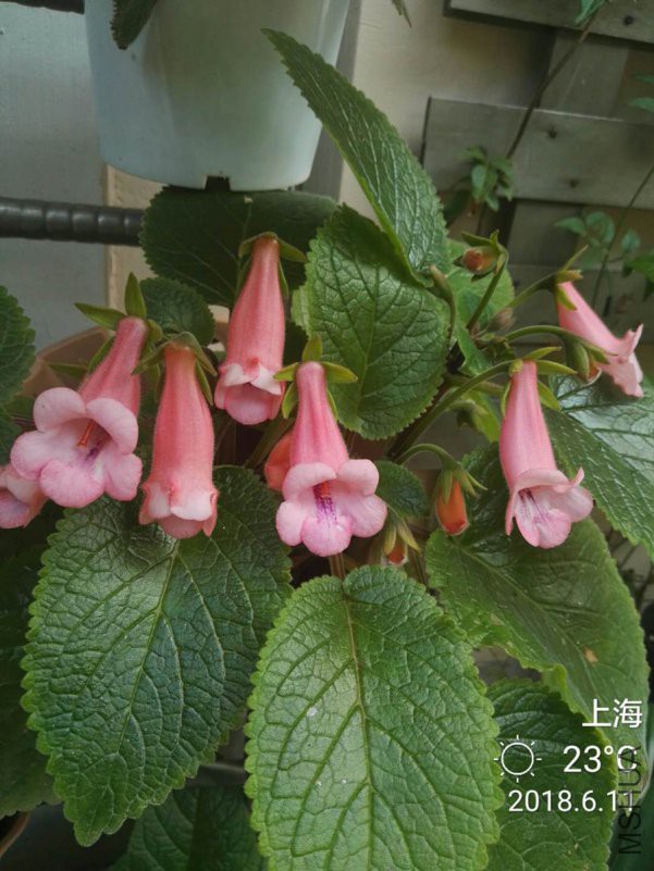 ���ݻƽ�2.jpg
