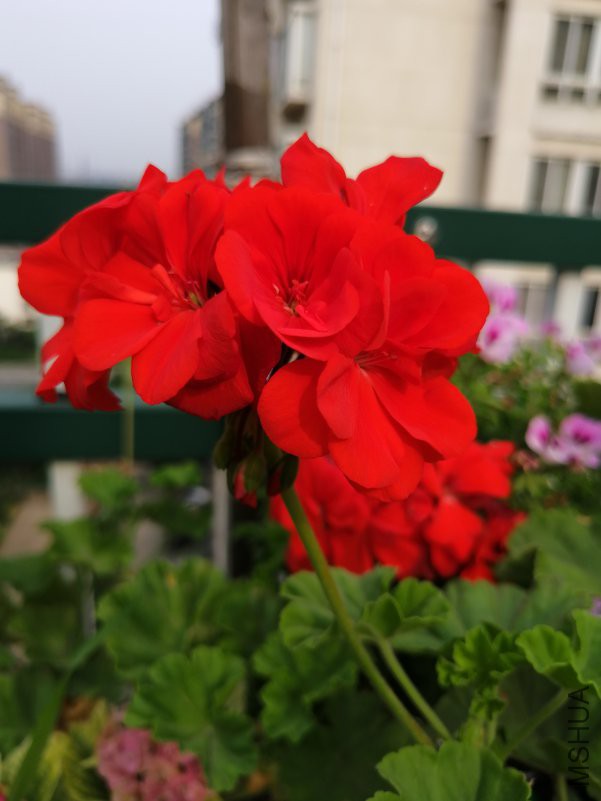 IMG_20180605_074640.jpg