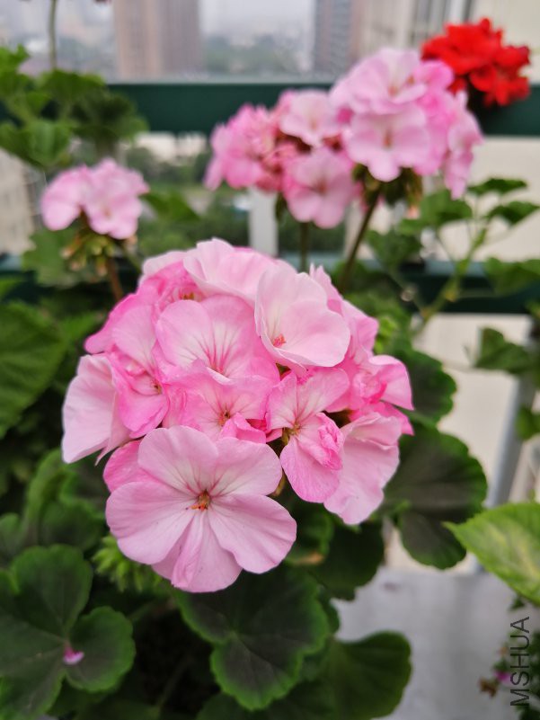 IMG_20180608_072952.jpg