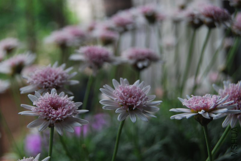 DSC_0035.JPG