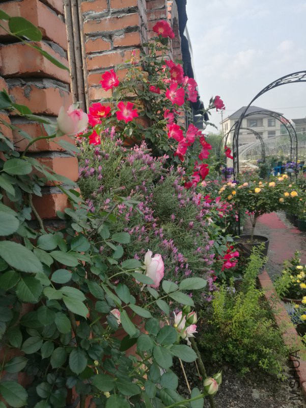 IMG_20180429_070545.jpg