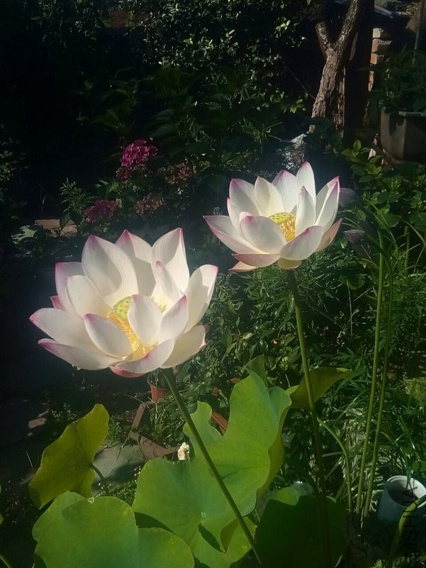 QQͼƬ20180618104626.jpg
