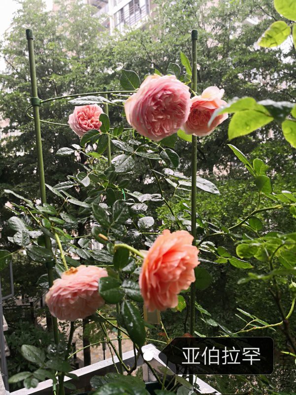 IMG_20180618_160724.jpg