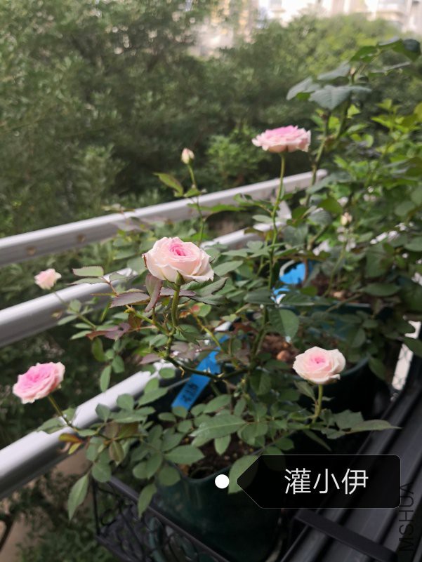 IMG_20180618_160811.jpg