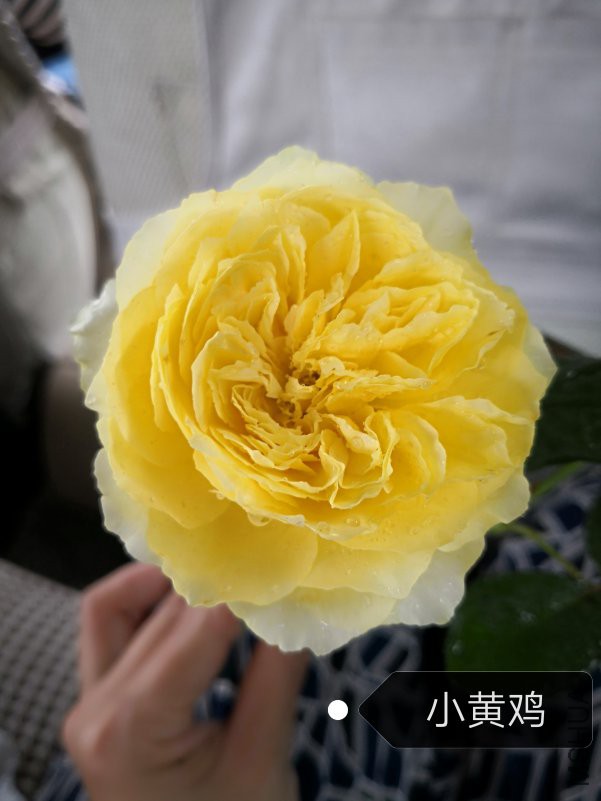 IMG_20180618_160952.jpg