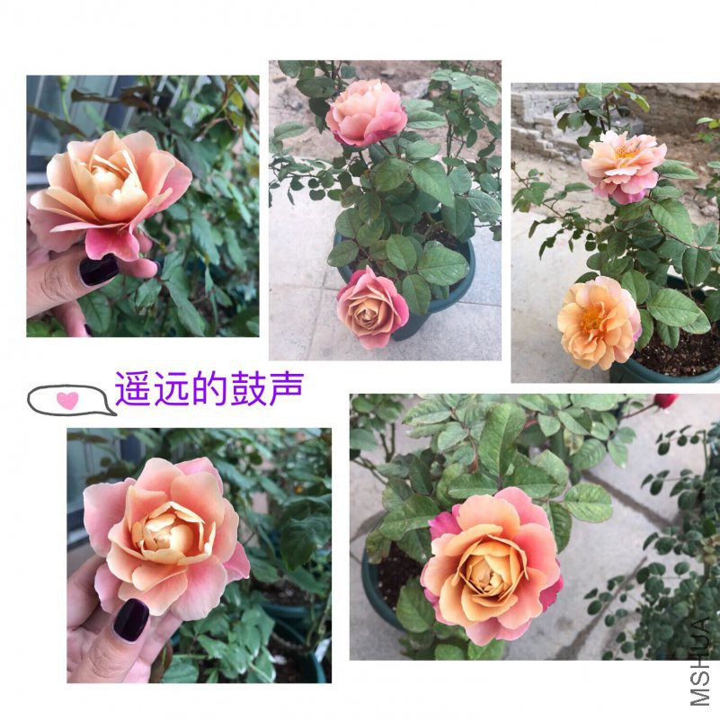 ңԶ�Ĺ���.JPG