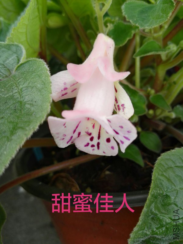 IMG_20180617_120337.jpg