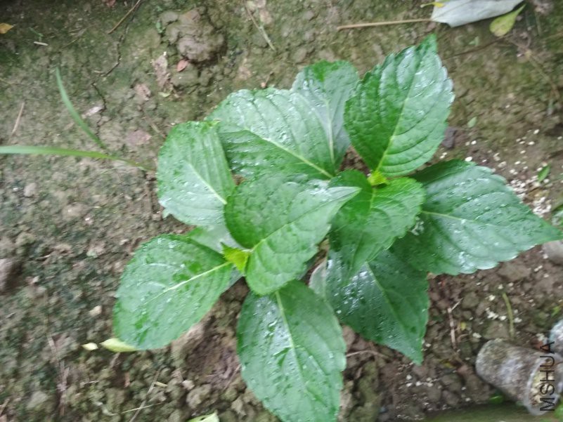 IMG_20180620_135100.jpg