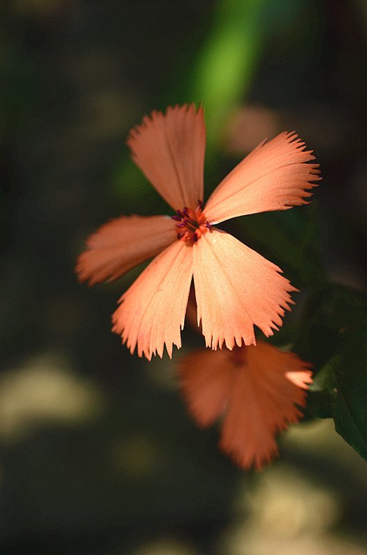 ʯ��Ƽ����� (1).JPG