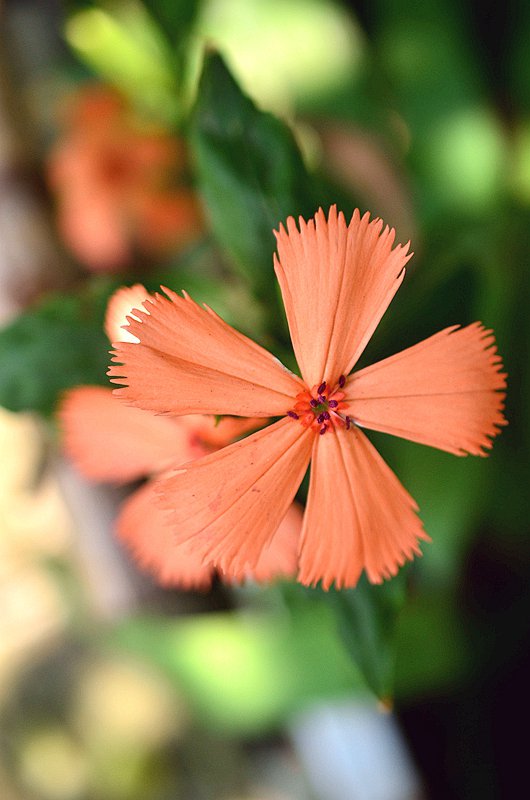 ʯ��Ƽ����� (2).JPG