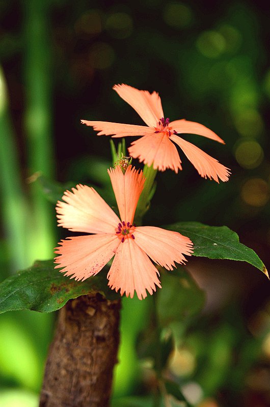 ʯ��Ƽ����� (3).JPG