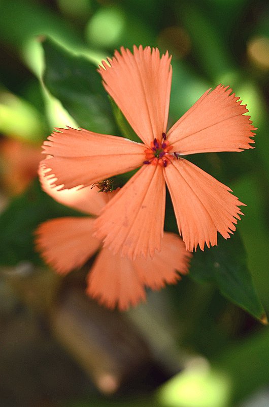 ʯ��Ƽ����� (4).JPG