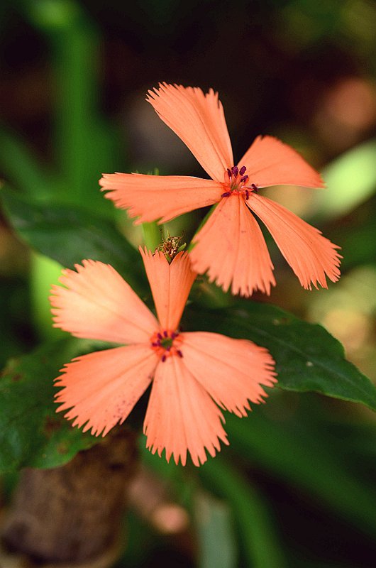 ʯ��Ƽ����� (5).JPG