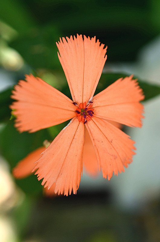 ʯ��Ƽ����� (6).JPG