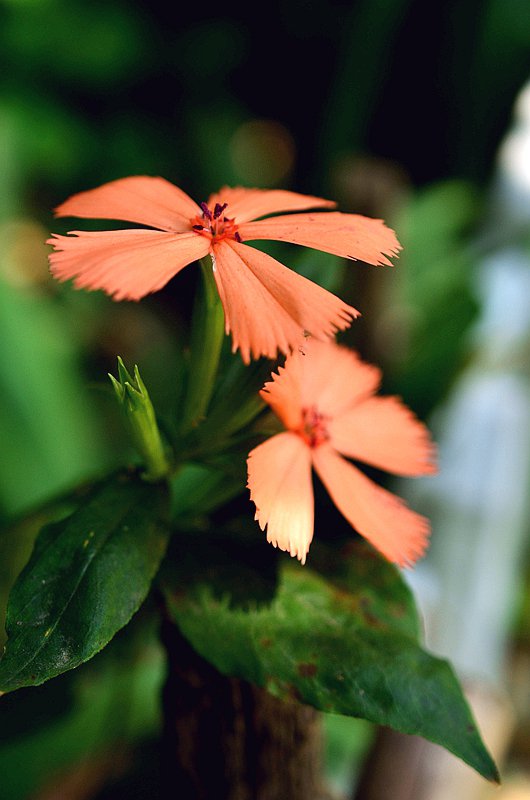 ʯ��Ƽ����� (7).JPG