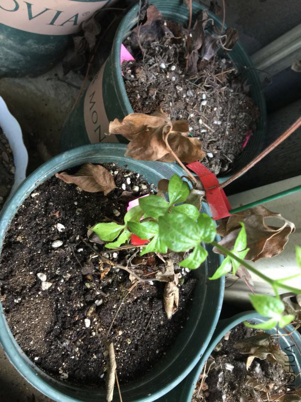 ΢��ͼƬ_20180621074956.jpg