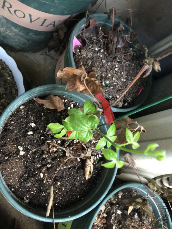 ΢��ͼƬ_20180621074951.jpg