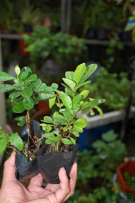 DSC_28440222.JPG