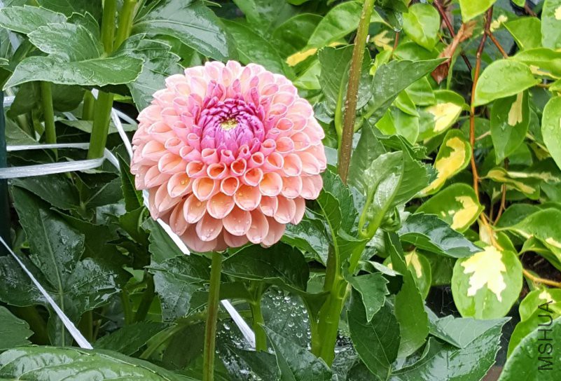 20180622_174410.jpg