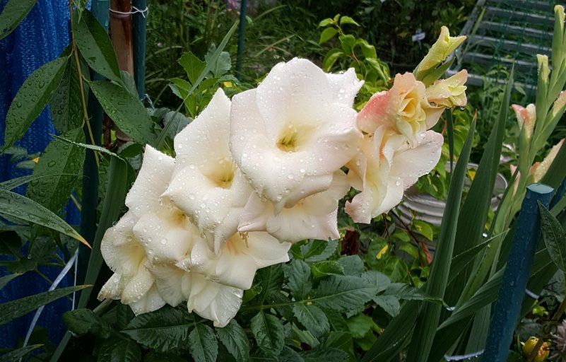 20180622_174335.jpg
