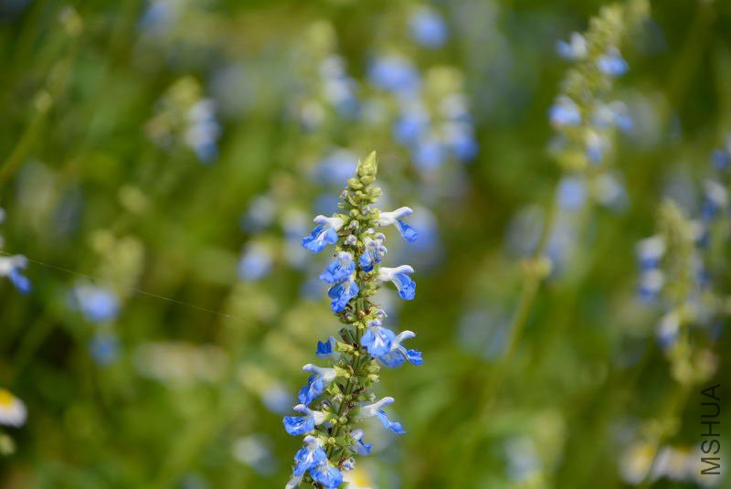 DSC_92490604.JPG