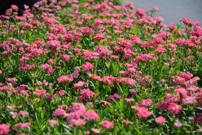 DSC_95750930.JPG