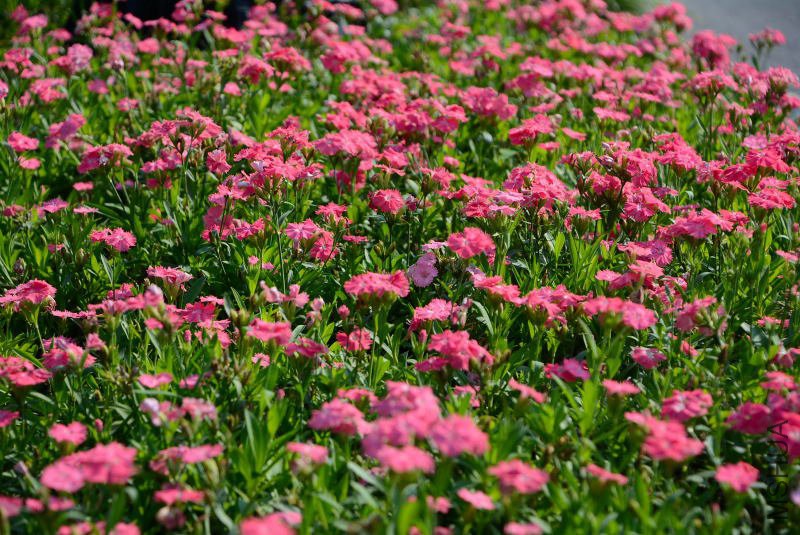 DSC_95760931.JPG