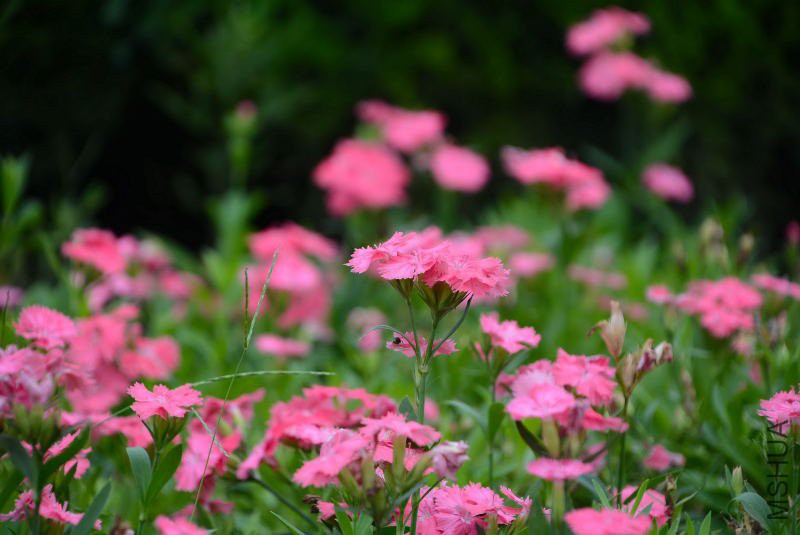 DSC_87480103.JPG