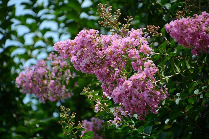 DSC_87080063.JPG