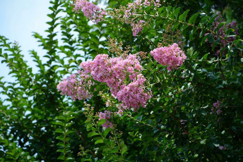 DSC_87070062.JPG