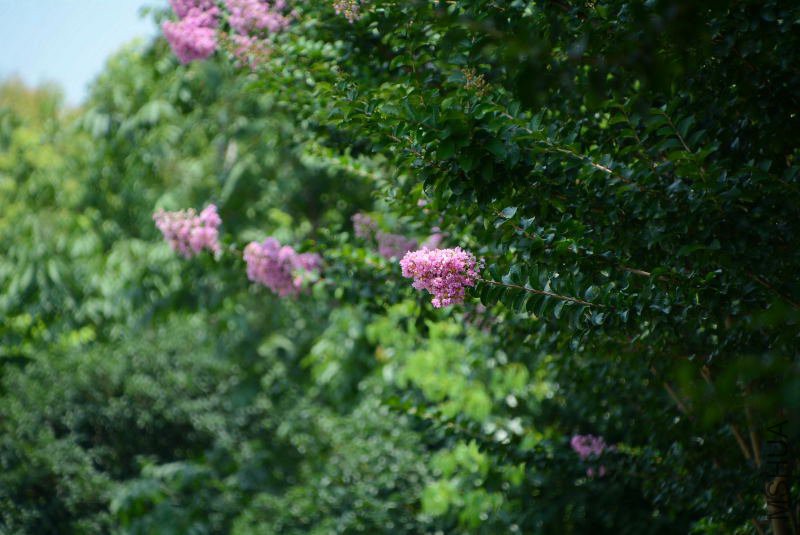 DSC_87050060.JPG