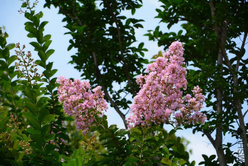 DSC_87960151.JPG