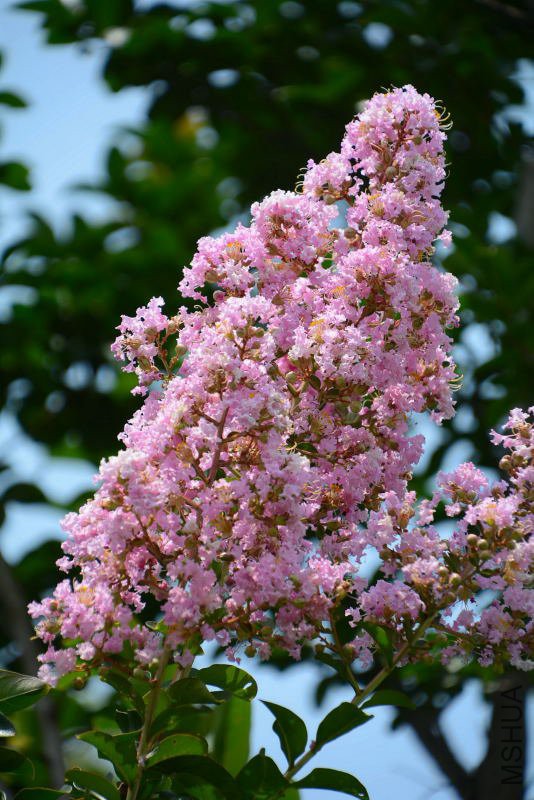 DSC_87990154.JPG