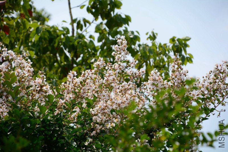 DSC_87950150.JPG