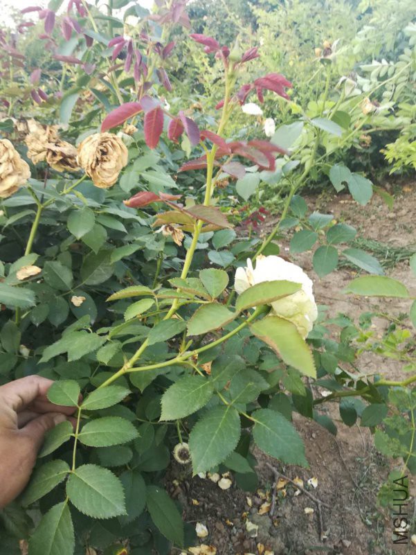 ΢��ͼƬ_20180623103658.jpg
