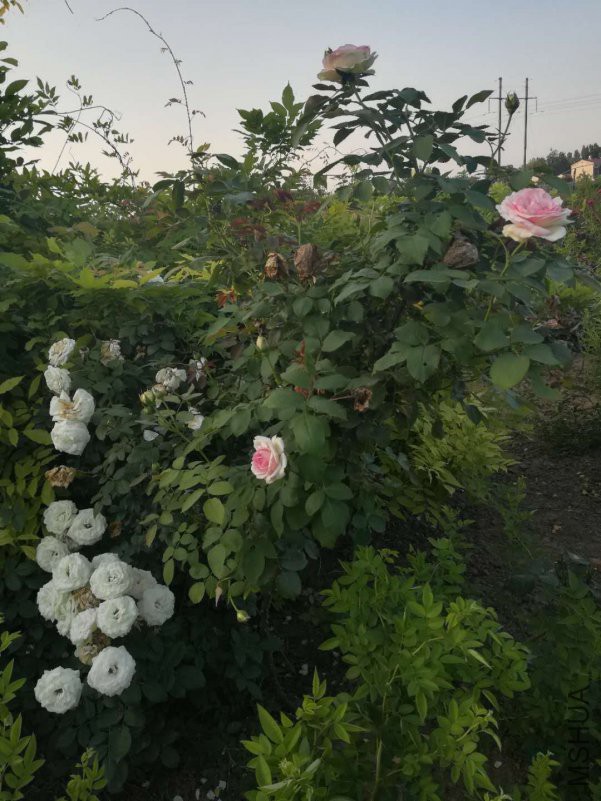 ΢��ͼƬ_20180623103652.jpg