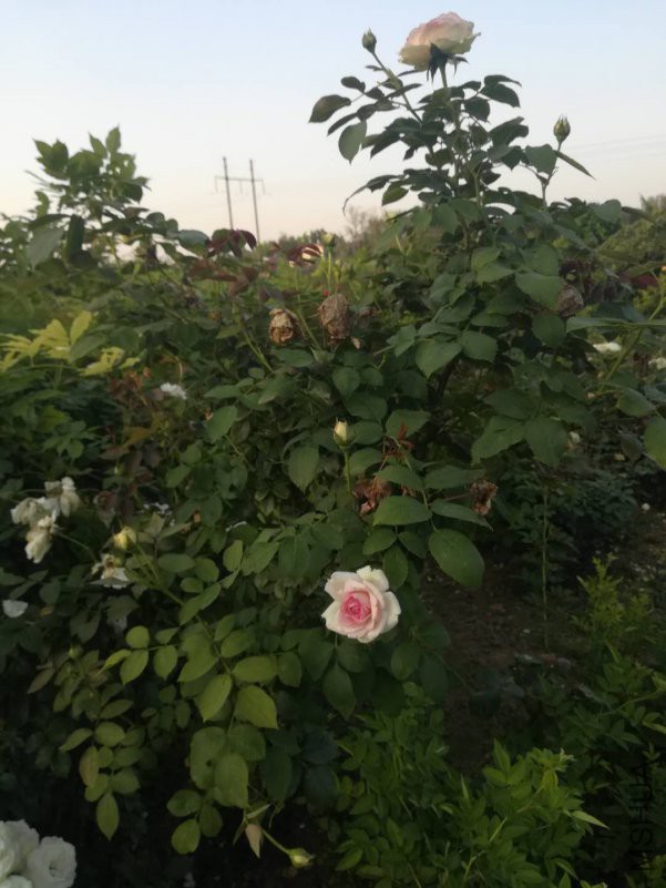 ΢��ͼƬ_20180623103649.jpg
