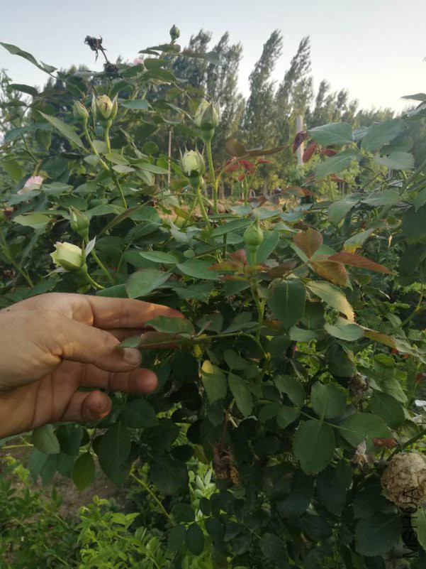 ΢��ͼƬ_20180623103640.jpg