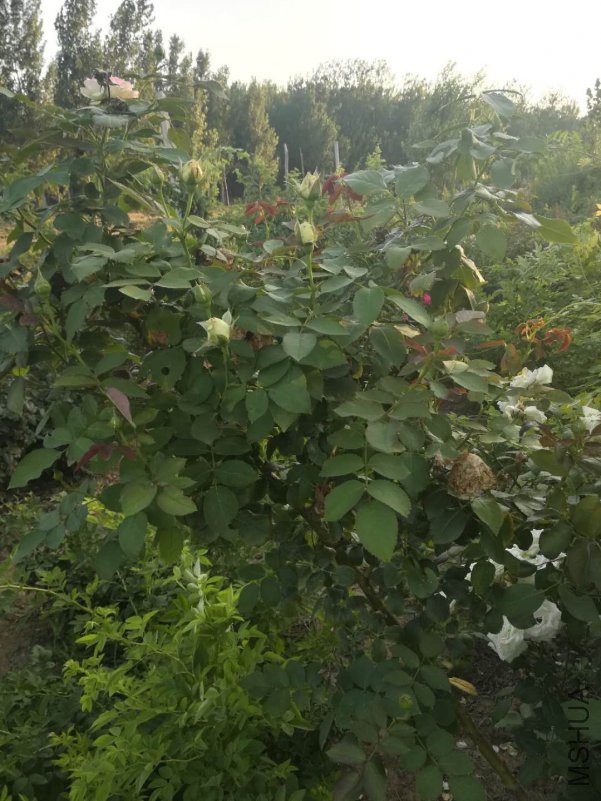΢��ͼƬ_20180623103632.jpg