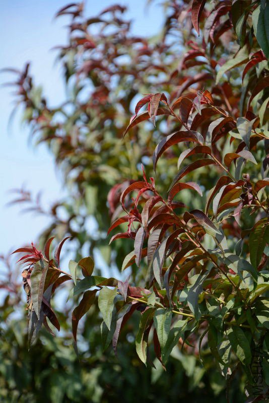 DSC_91690524.JPG
