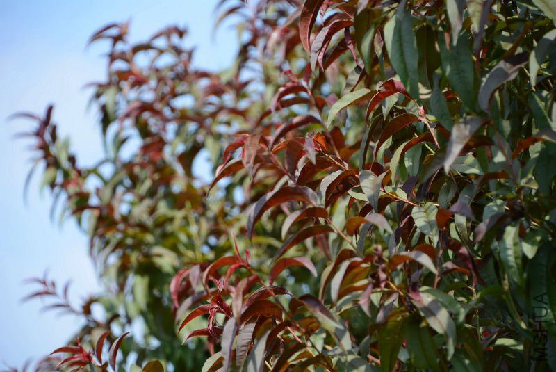 DSC_91680523.JPG