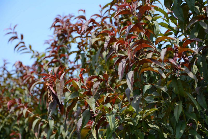 DSC_91640519.JPG