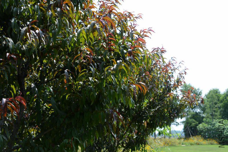 DSC_91620517.JPG