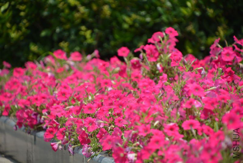 DSC_86820037.JPG