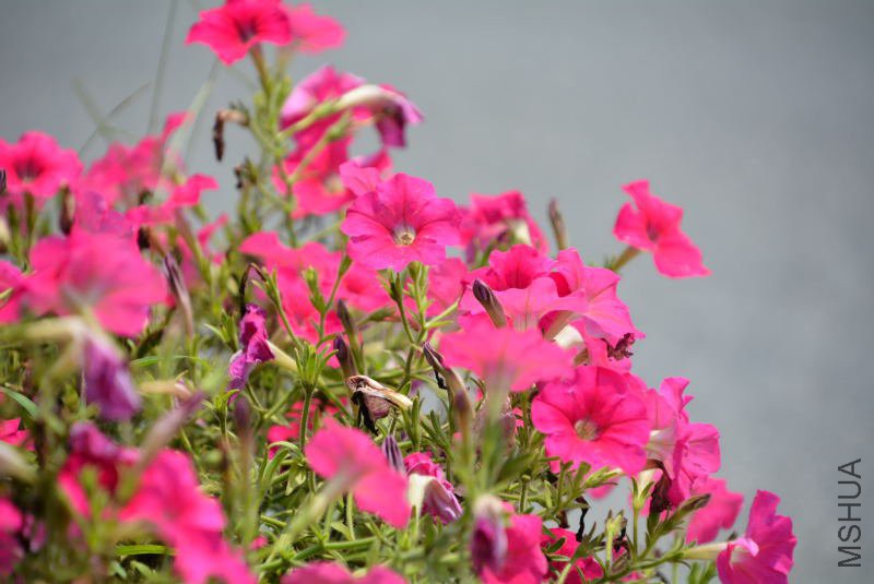 DSC_86810036.JPG