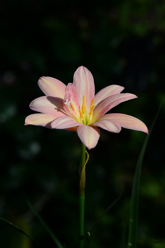6-26-2-1-69--Z.Beauty Mystic��������.jpg