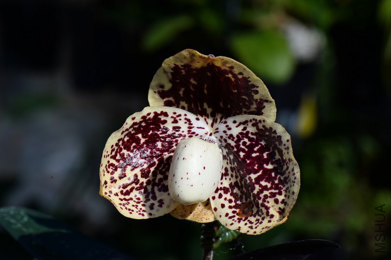 6-26-1-1-Paph leucochilum.jpg