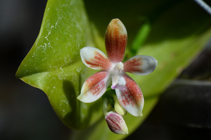 6-26-1-3-Lusia primulina.jpg
